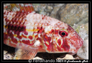 Mullus surmuletus. by Ferdinando Meli 
